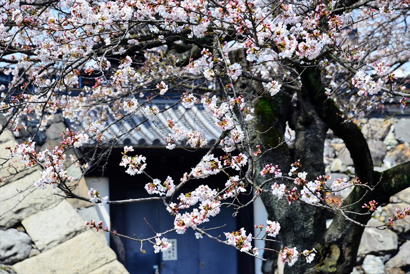 1014_6_豊公園長浜城_滋賀