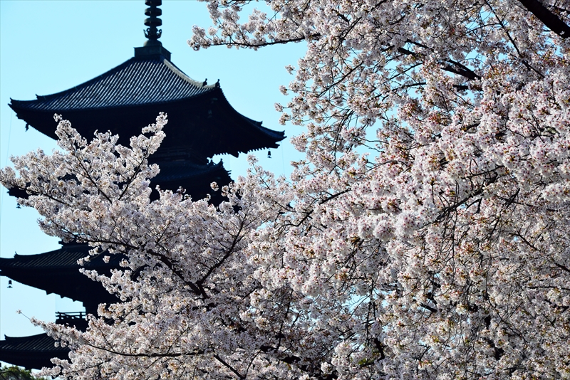 1169_洛中 東寺_京都