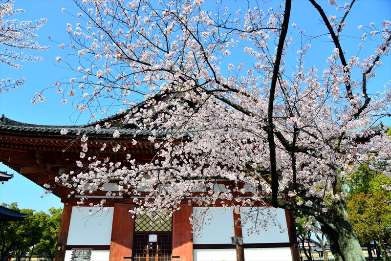 1174_洛中 東寺_京都