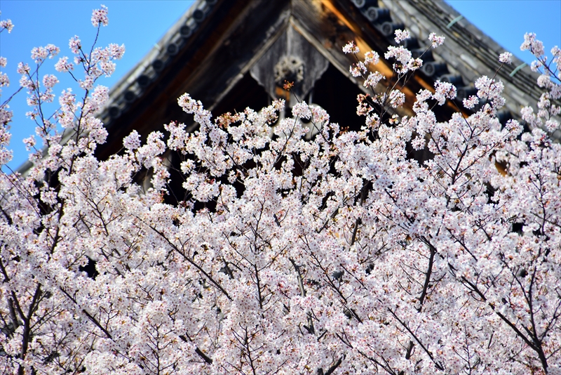 1176_洛中 東寺_京都