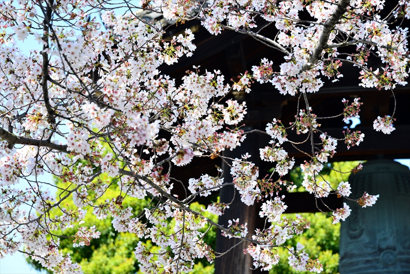 1178_洛中 東寺_京都