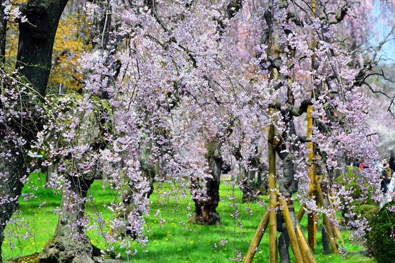 1018_洛中 京都御苑_京都