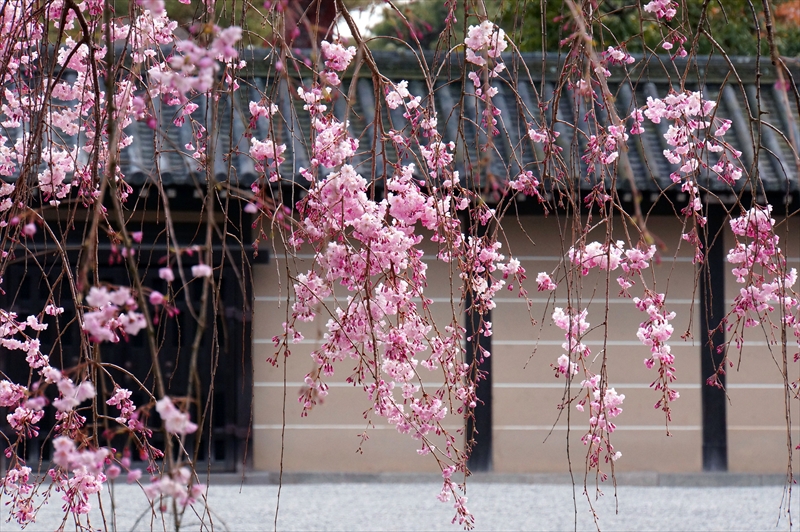 1020_洛中 京都御苑_京都