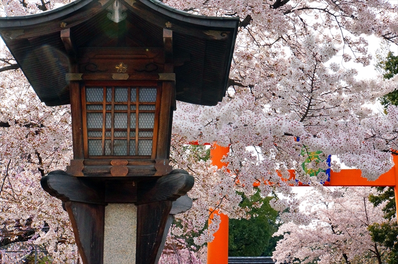 1049_洛中 平野神社_京都