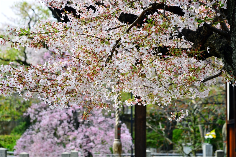 1100_洛中 上品蓮台寺_京都