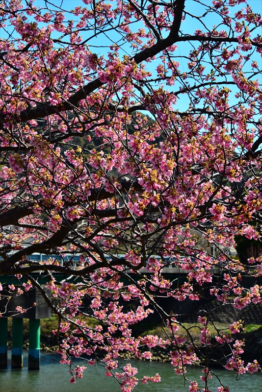 1038_下田みなみの桜_静岡