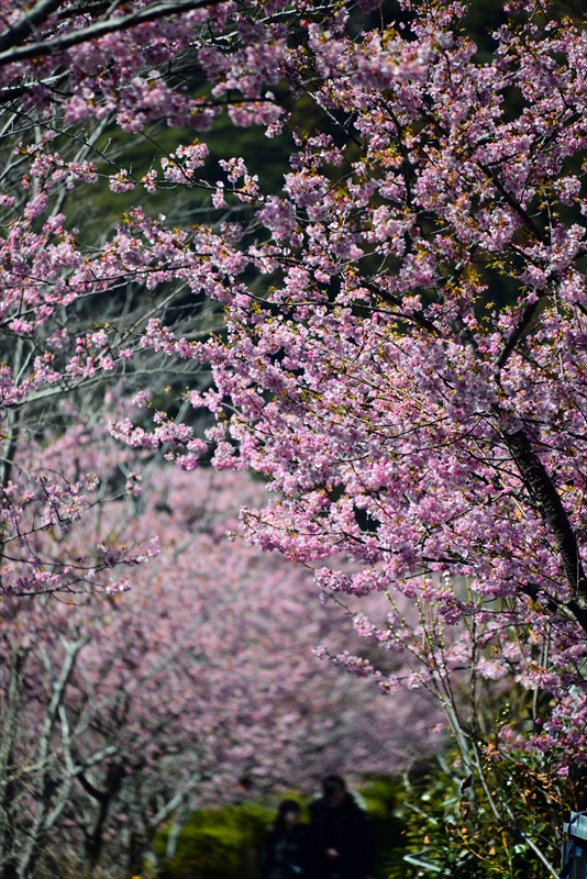 1040_下田みなみの桜_静岡