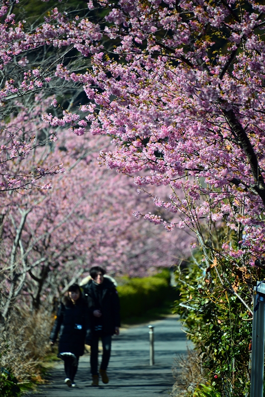 1041_下田みなみの桜_静岡