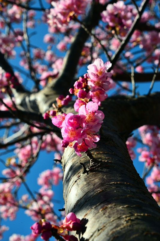 1042_下田みなみの桜_静岡
