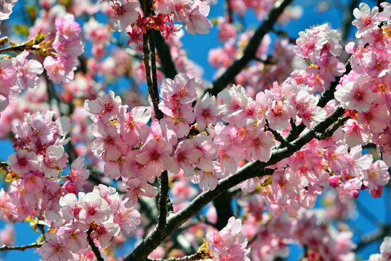 1045_下田みなみの桜_静岡