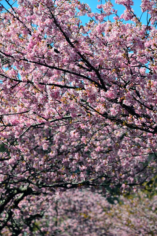 1048_下田みなみの桜_静岡