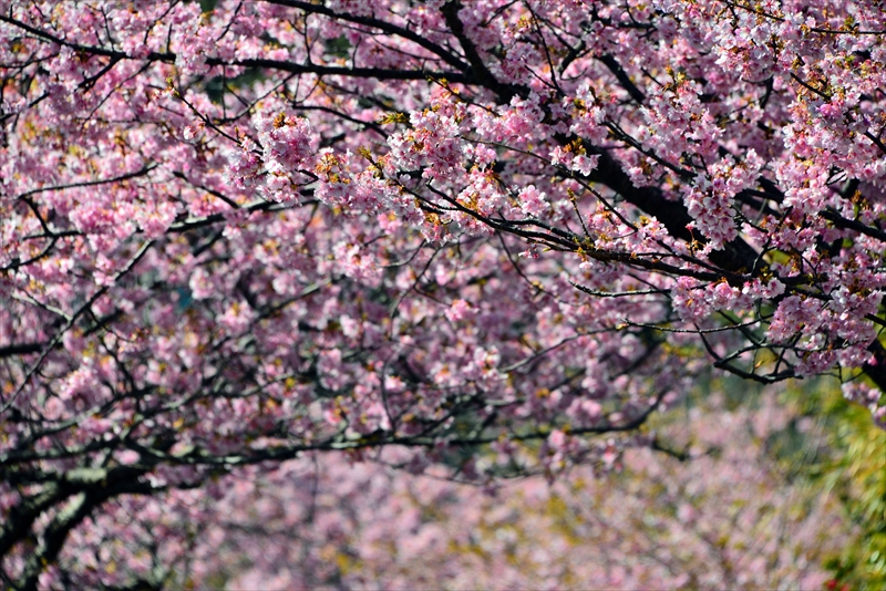 1050_下田みなみの桜_静岡