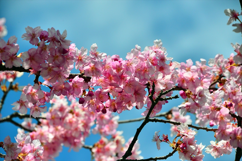 1051_下田みなみの桜_静岡
