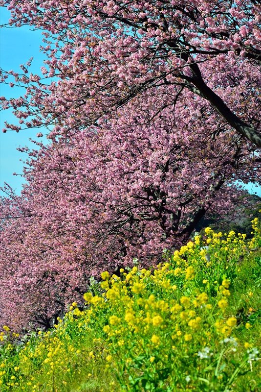 1052_下田みなみの桜_静岡