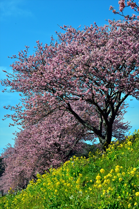 1053_下田みなみの桜_静岡