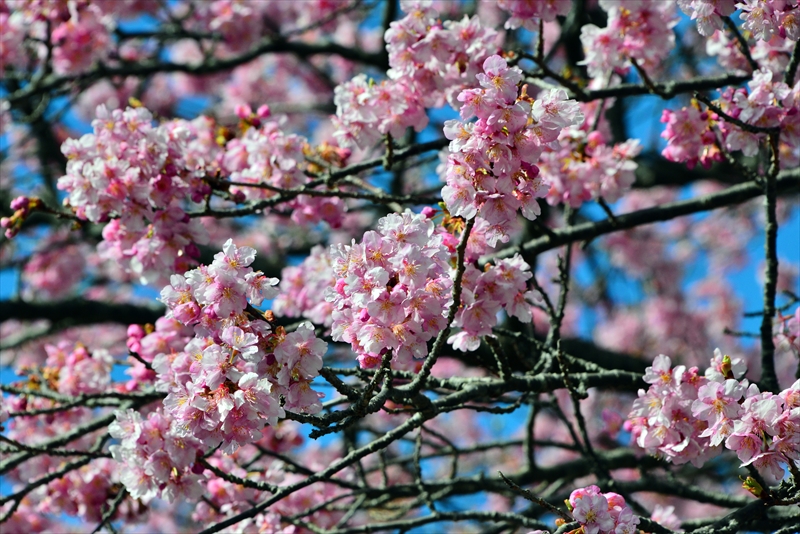 1059_下田みなみの桜_静岡