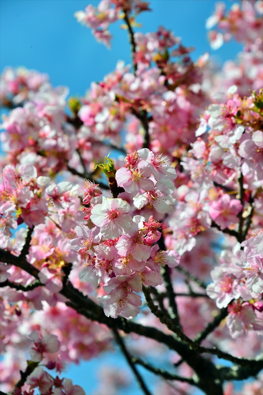 1061_下田みなみの桜_静岡