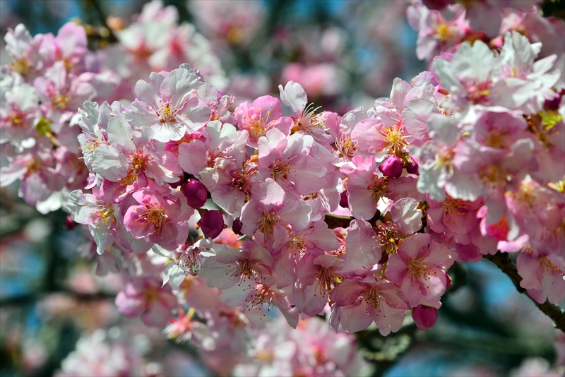 1062_下田みなみの桜_静岡