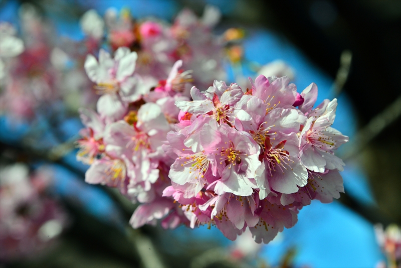 1063_下田みなみの桜_静岡