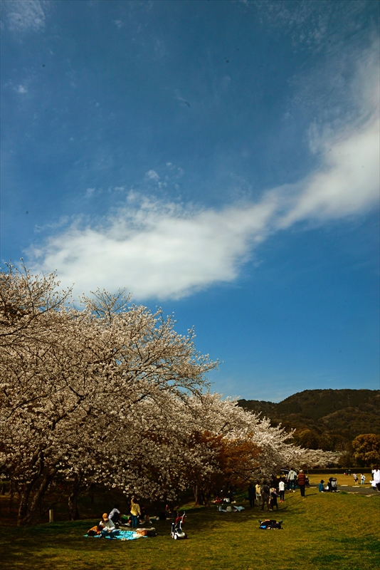 1013_大宰府政庁跡_福岡