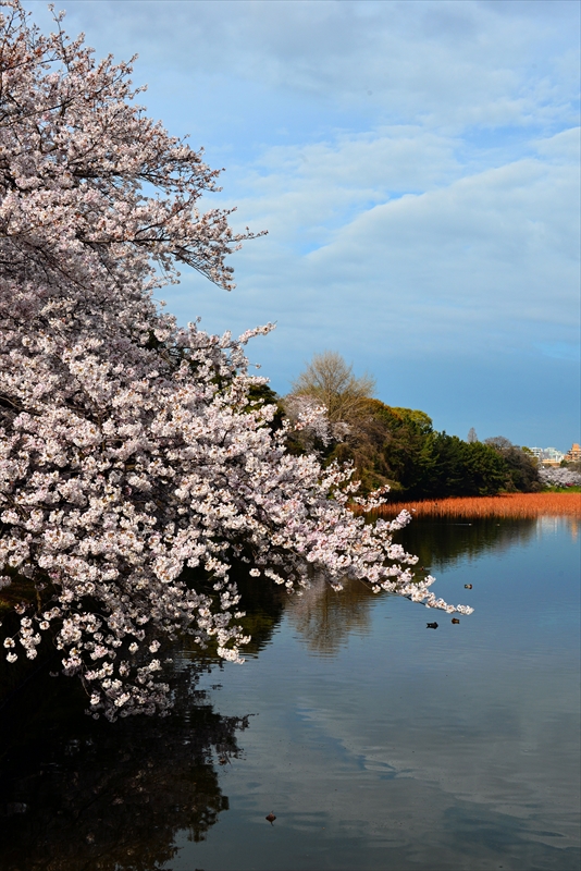 1044_福岡城跡_福岡