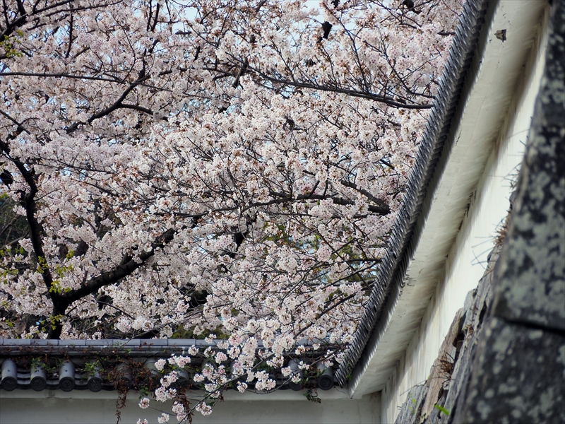 1045_福岡城跡_福岡