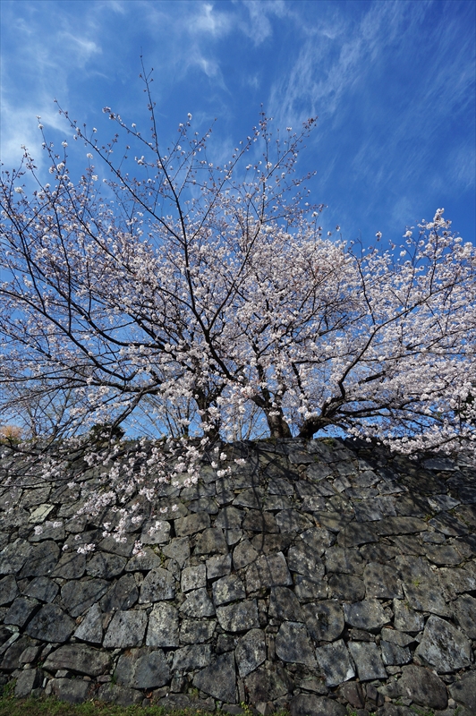 1053_福岡城跡_福岡