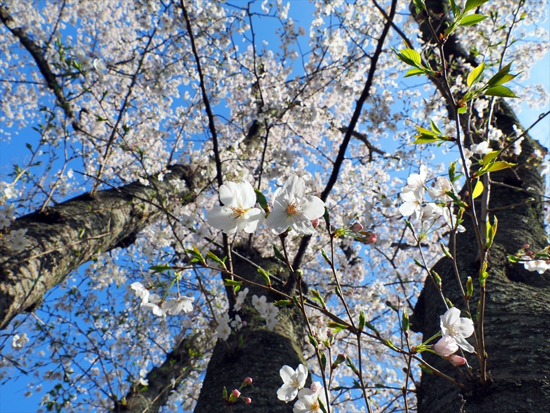 1054_福岡城跡_福岡