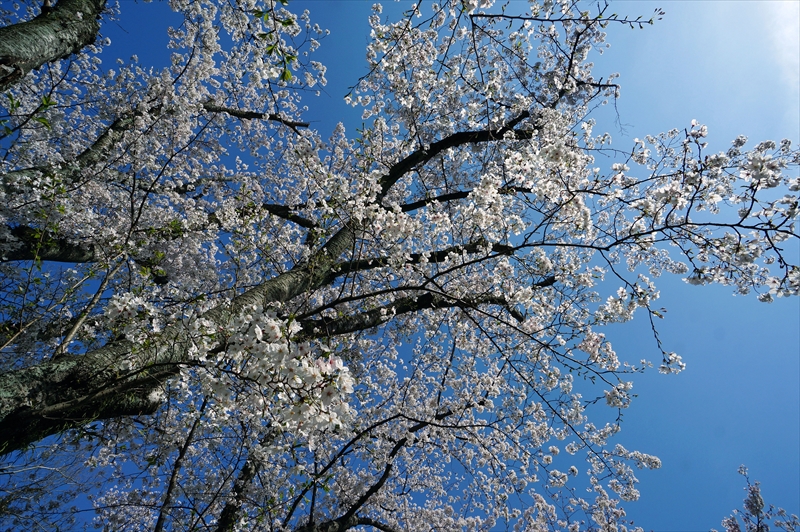 1055_福岡城跡_福岡