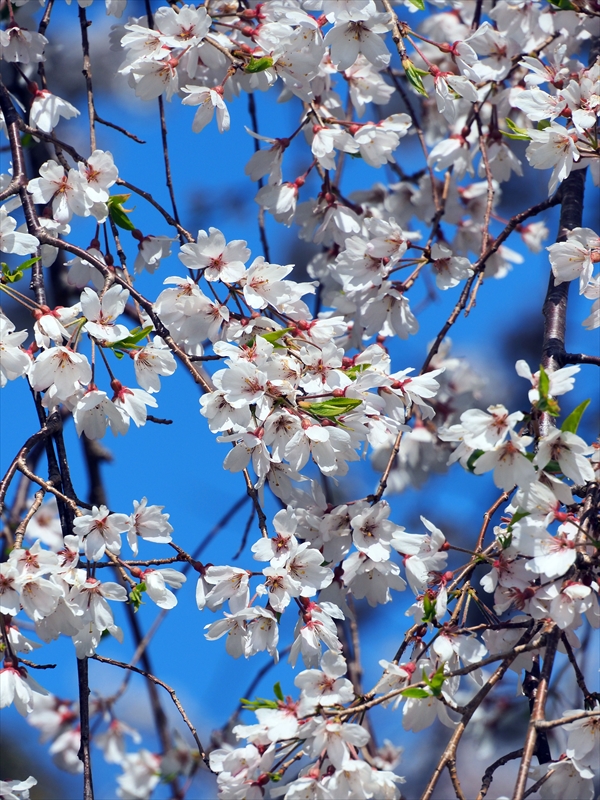 1063_福岡城跡_福岡