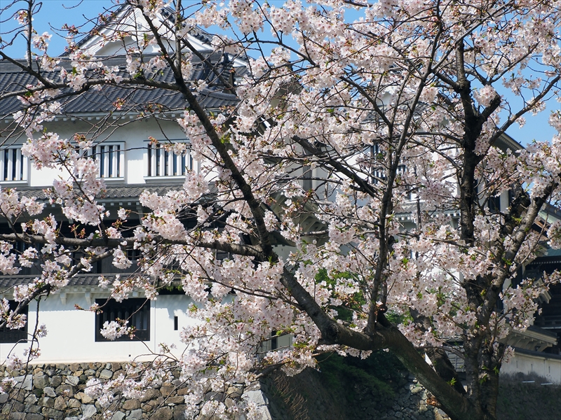 1015_小倉城_福岡