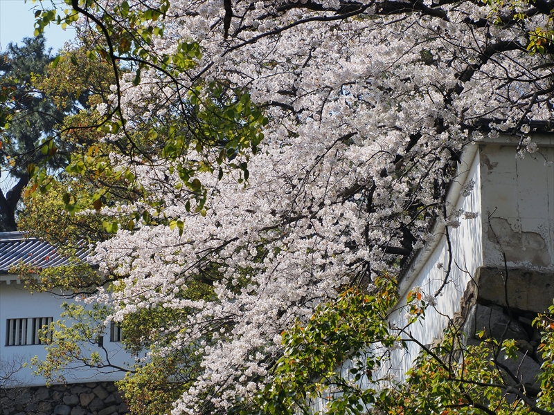 1026_小倉城_福岡