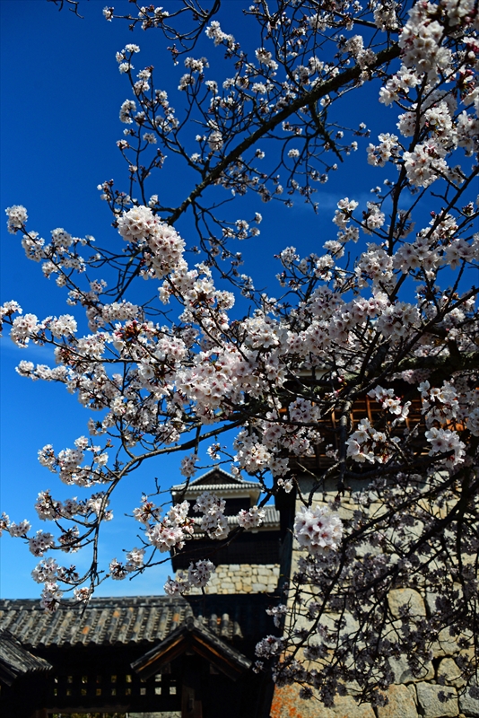 1066_松山城_愛媛