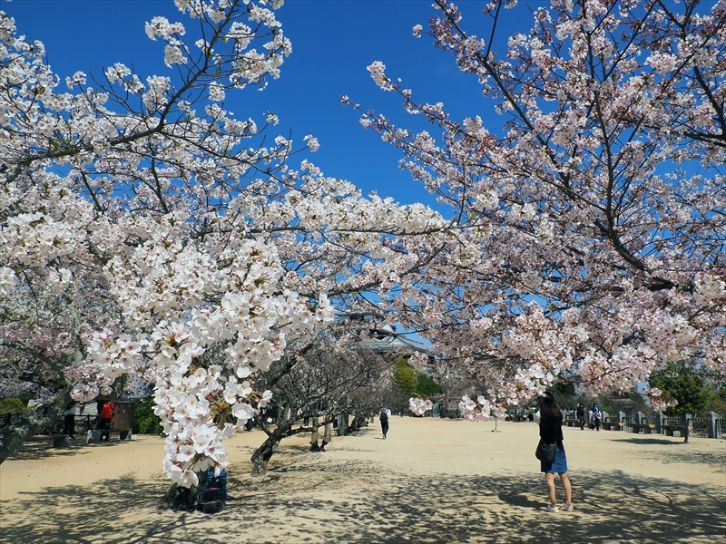 1080_松山城_愛媛