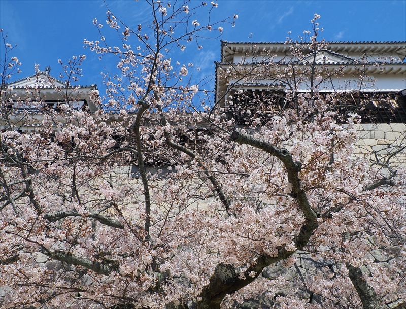 1089_松山城_愛媛