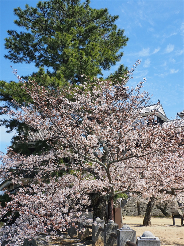 1091_松山城_愛媛