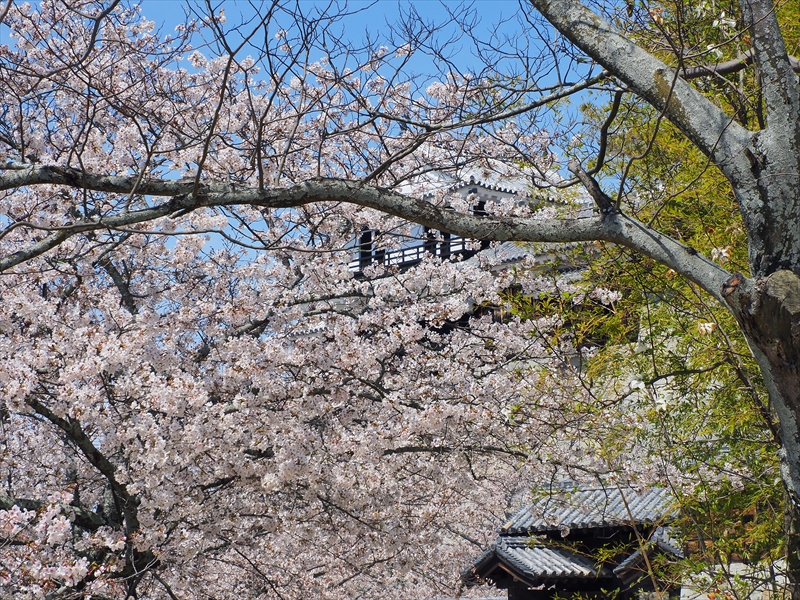 1093_松山城_愛媛