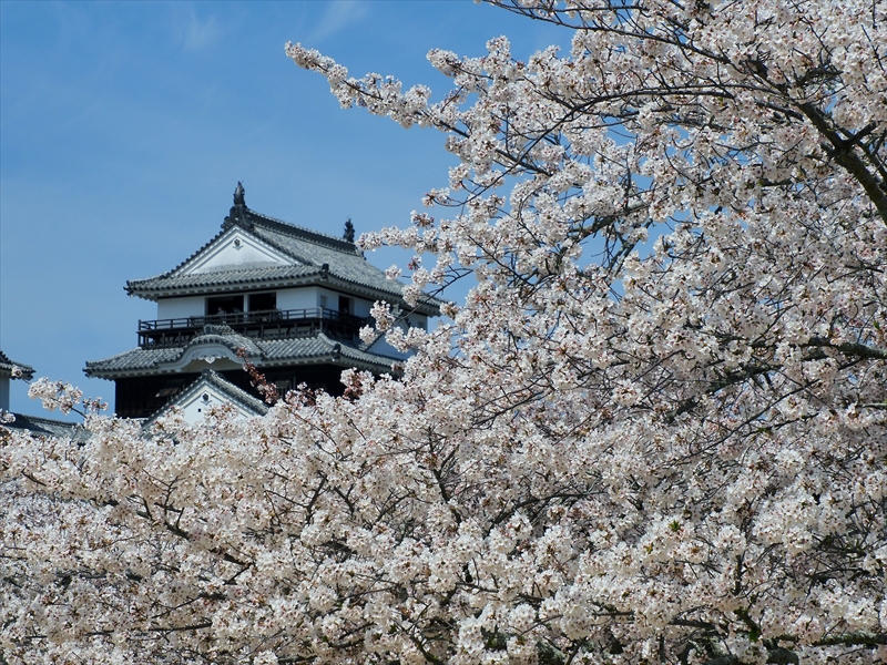 1097_松山城_愛媛