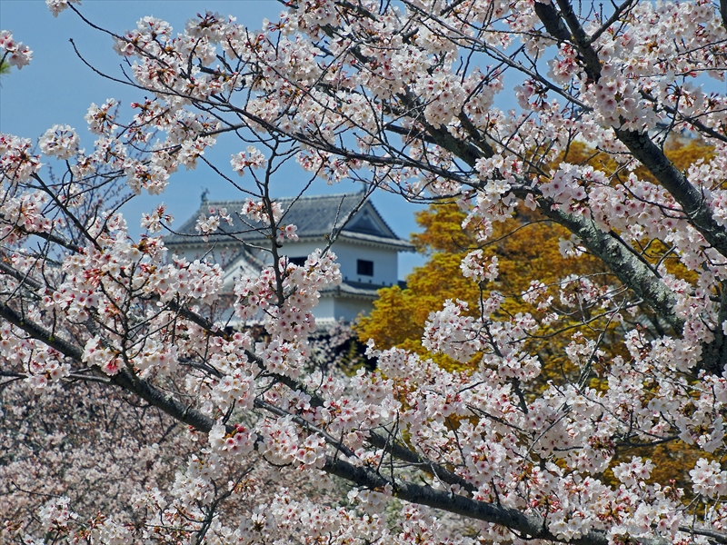 1098_松山城_愛媛