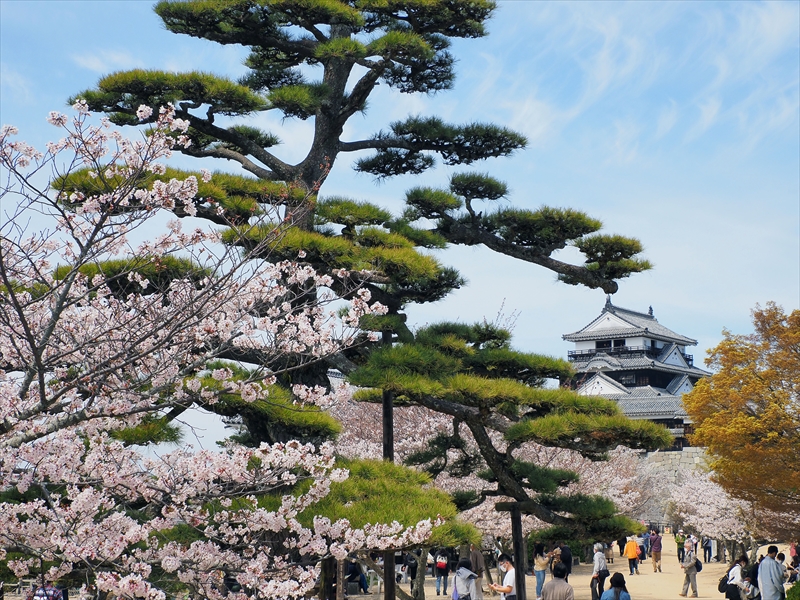 1099_松山城_愛媛