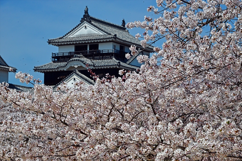 1100_松山城_愛媛