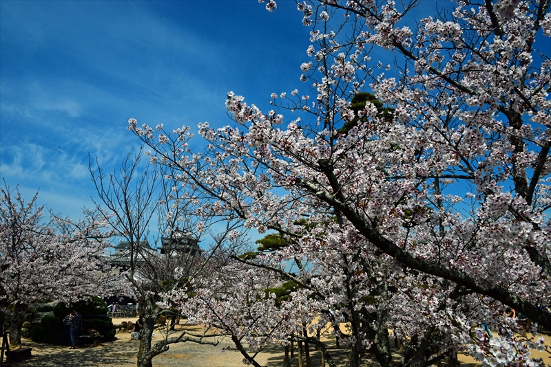 1103_松山城_愛媛