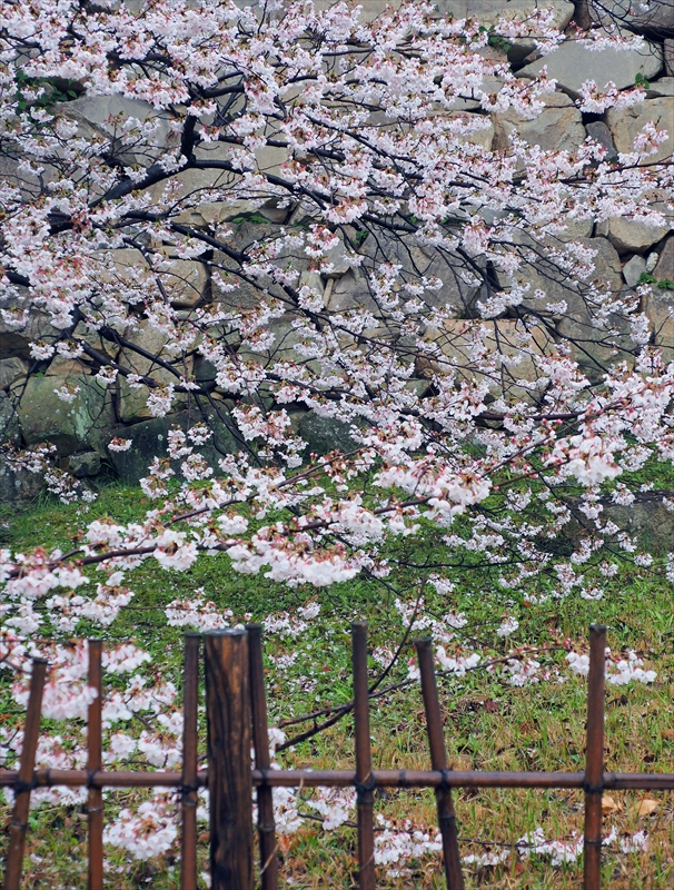 1010_広島城_広島