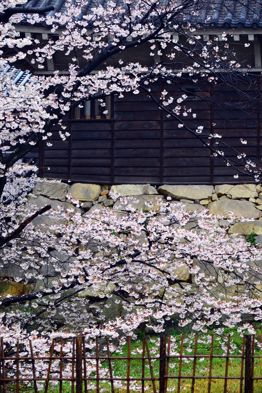 1014_広島城_広島