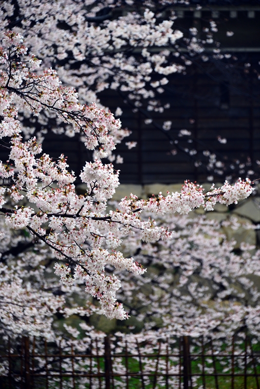 1016_広島城_広島
