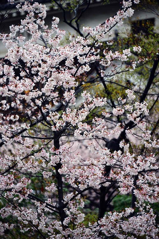 1023_広島城_広島
