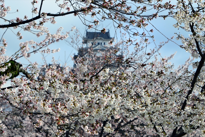 1008_姫路城_兵庫