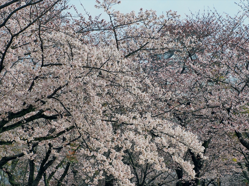 1027_姫路城_兵庫