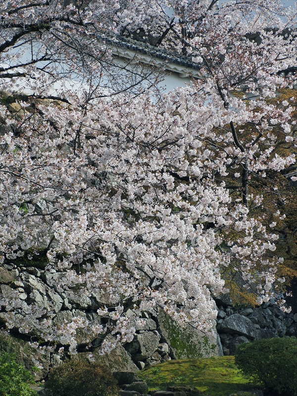 1040_姫路城_兵庫