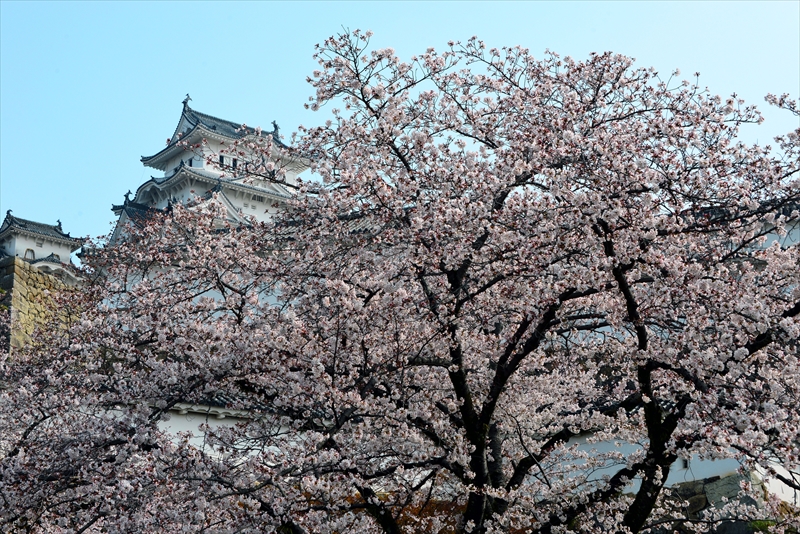 1042_姫路城_兵庫